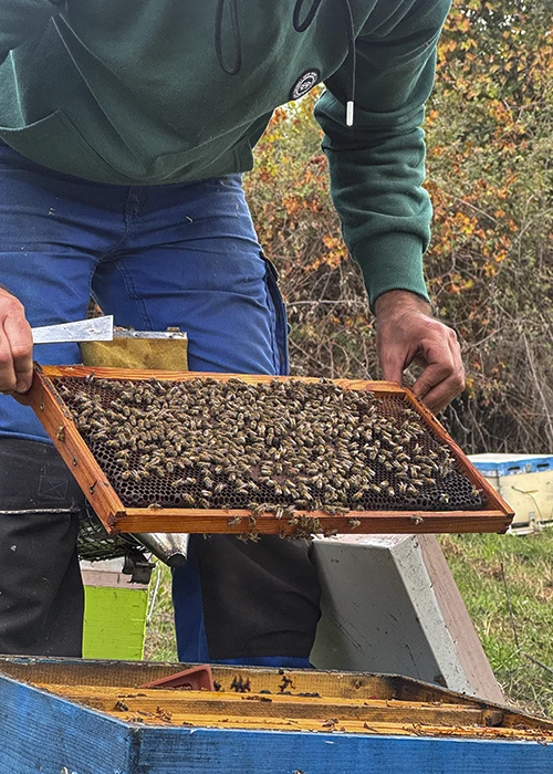 Miód tymiankowy pszczelarz_theodoros