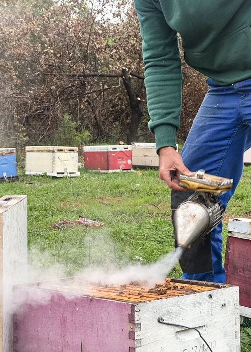 Miód tymiankowy pszczelarz_theodoros2