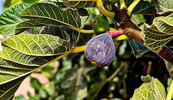 Soczyste figi z greckiego Peloponezu